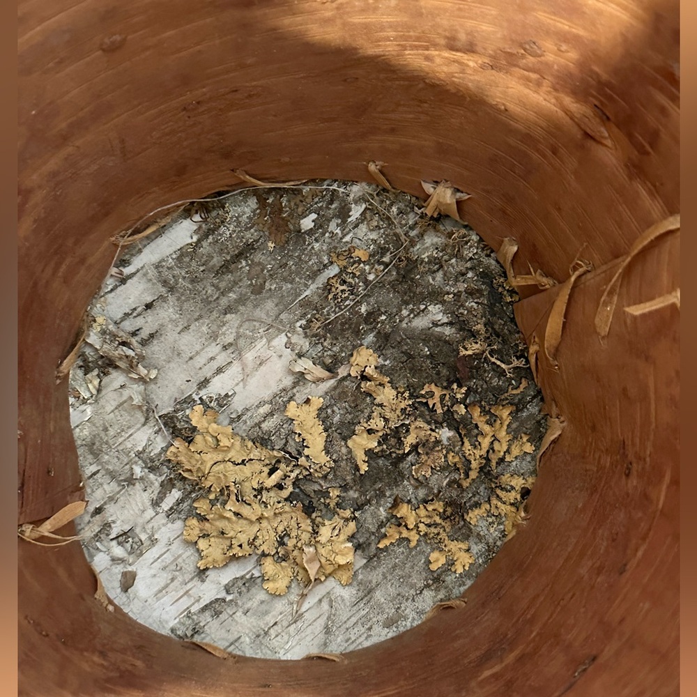 White Birch Bark Basket with Curved Handle - Picture 10 of 10
